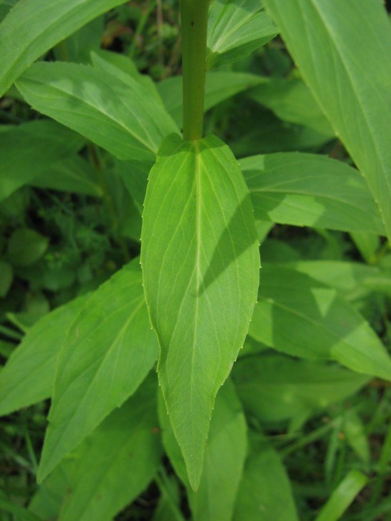 Digitalis lutea